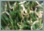 UV Resistant PE Non - Infill Need Imitation Synthetic Lawn Grass For Dogs