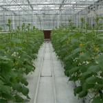 High Light Transmission Venlo Glass Greenhouse Easy Installation