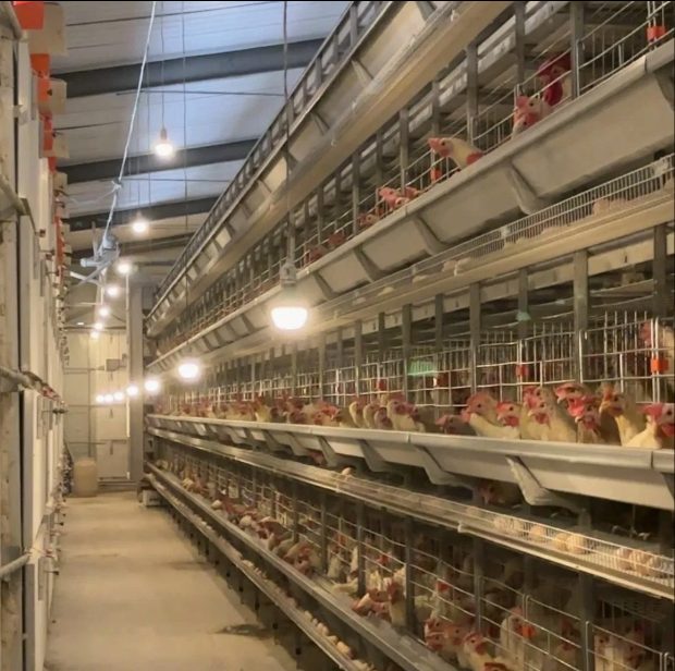 Fully Automatic 4-Tier H-Type Battery Cage with Hot-Dip Galvanized Steel for Layer Hens and Broilers