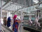 Custom Slaughtering Equipment Accessories Stainless Steel Poultry Evisceration