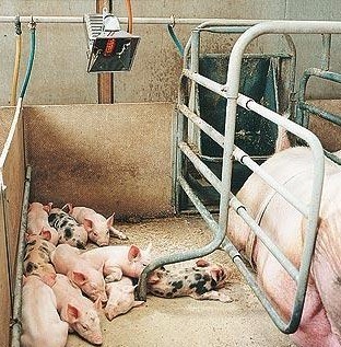 CE Poultry Brooder Heater 20-40℃ Temperature Range For Animals Warming