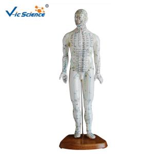 China 46cm Human Acupuncture Model wholesale