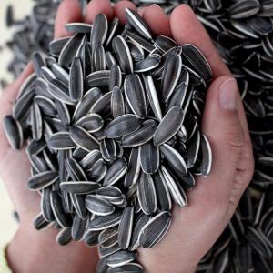 China Upgrade Your B2B Game with Sunflower Seeds 3668 wholesale