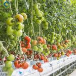 Sainpoly Tomato Greenhouse Agricultural Greenhouses For Vegetable Production