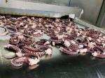 seasoned squid tentacle chemical off white color no additives forzen squid rings