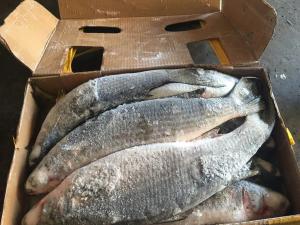 China 900g Mugil Cephalus Cephalus Whole Round Frozen Grey Mullet wholesale