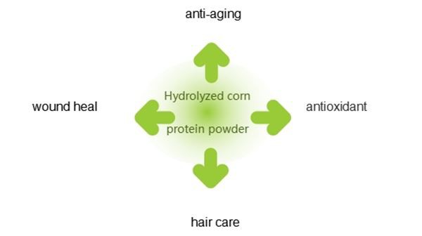 Top Quality Hydrolyzed Corn Protein Powder Manufacturers, Suppliers, Factory - Wholesale Price - GAOYUAN