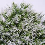 Anti UV Greenery Artificial Green Wall For Indoor And Outdoor Decoration