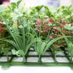 Anti UV Plastic Artificial Green Plant Vertical Garden Walls For Indoor Outdoor