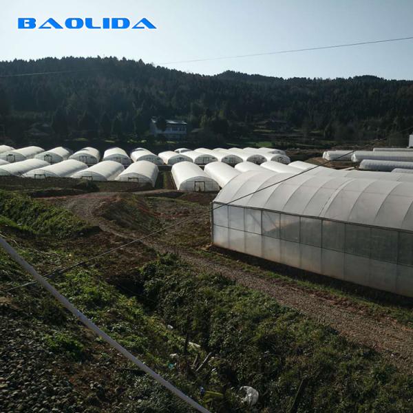 Farm Tunnel Polyethylene Film Greenhouse / Clear Plastic Greenhouse For Various