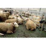 Aluminum Alloy Window Prefab Animal Shed Steel Structure for Sheep and Goat