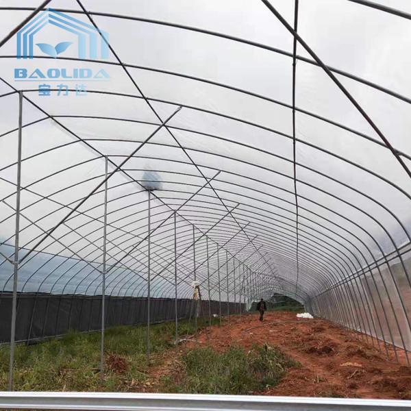 galvanized steel pipe Single-Span Film Commercial Tunnel Plastic Greenhouse for