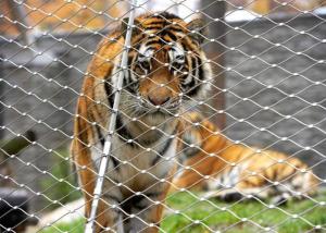 China High Tensile Strength Animal Enclosure 316 Flexible Stainless Steel Cable Netting wholesale