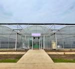 Agriculture Planting Plastic Sheeting Large Scale Steel Frame Greenhouse Multi