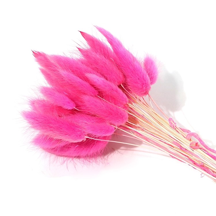 Wholesale cheap preserved dried flower 150 pcs /bunch dried rabbit tail grass lagurus ovatus