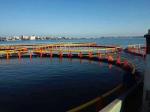 Black and Yellow Floating Fish Farming Net Cage Customized in Kenya
