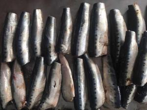 China Natural glaze best selling price HGT Fresh Frozen  Sardines For canning wholesale