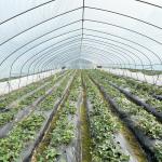 Hot Sale Poly Tunnel Strawberry Greenhouse Agricultural Single-span Greenhouse