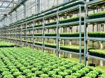 4000lm 300W 3500K Vegetable LED Grow Lights