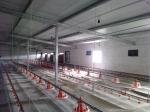 1g-99g Automatic Pan Feeder Automatic Poultry Feeder System For Farming