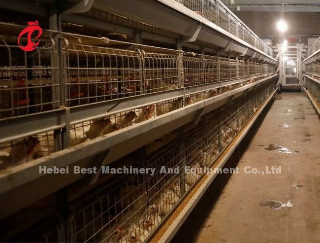 Raising Chicken Poultry Layer Cage With 3/4/5/6/7/8 Tiers Emily Wang