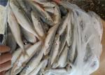 Fresh Seafood Natural 70-80G Pacific Frozen Mackerel Fish
