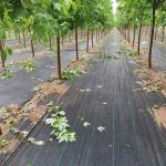 Black Grass Barrier Landscape Ground Fabric Ground Cover Mesh Weed Mat Anti