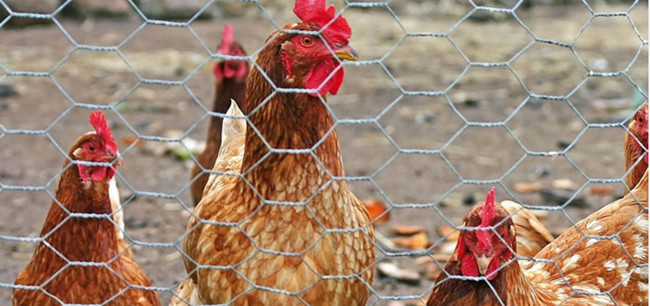 304 Stainless Steel Chicken Mesh Fence Hexagonal AISI EN10223