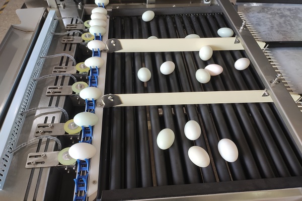 10,000 Eggs/hour Stainless Steel Egg Grading Sorting Machine From China