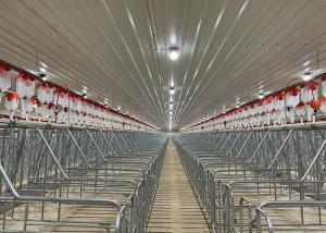 China 200 Sows Turn Key Swine Piggery Tools And Equipments Auger Conveying wholesale