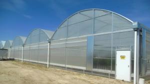 Hot Dipped Galvanized Steel Multi Tunnel Greenhouse Plastic Tomato Greenhouse OEM ODM