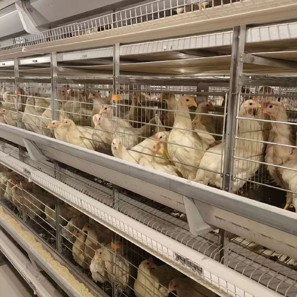H Type 20000 Capacity Battery Layer Egg Chicken Cage with Automatic Cleaning Belt and Egg Collection System and Feeding System