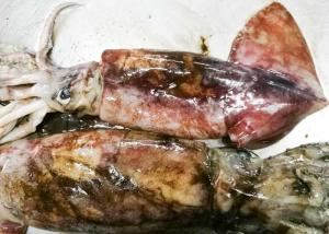 China Whole Round Dried Squid Snack , Peru Giant Squid 2000g Up Size wholesale