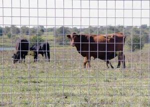 China Welded Wire Cattle Fence Solid Structure Durable Life wholesale