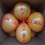 Global GAP Certified Fresh Pomelo Citrus Fruits For Supermarkets