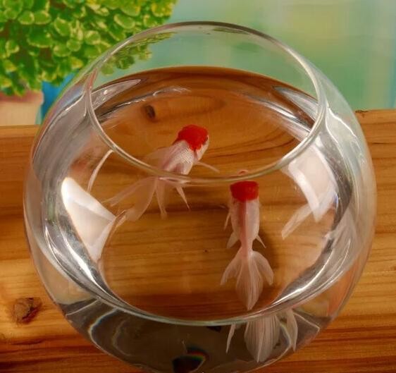 hand blow glass terrarium fish tank decoration glass container 10cm diameter and other size
