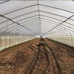 Galvanized Steel Frame Pe Film Greenhouse Single Span Greenhouse Tunnel 30 X 10