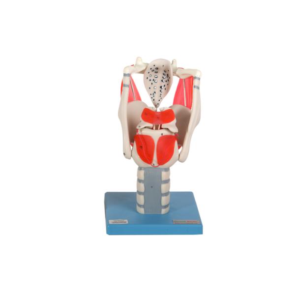 Functional Larynx Model For Simulating Opened / Closed Glottis