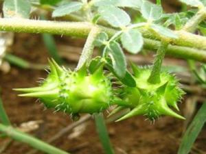 China pharmaceutical grade Saponins 40%, 60% tribulus terrestis extract- Tribulus terrestris L. wholesale