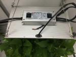 Greenhouse Hydroponics 365nm 2.8kgs Dimmable LED Grow Lights