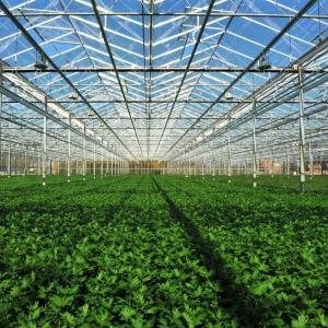 China 24 X 24 24 X 18 20x30 Venlo Custom Glass Greenhouse Cover Sides Polycarbonate Sheet Roof Covering For Tomatoes wholesale