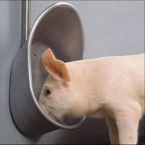 China Hygienic Stainless Steel Automatic Water Drinker For Small Medium Large Sized Pigs wholesale