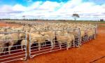 USA Hot Selling 12 ft Heavy duty Livestock panel Fence / Horse corral panels 12