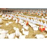 Steel Farming Prefabricated Poultry Farm Construction with Chicken Cages and