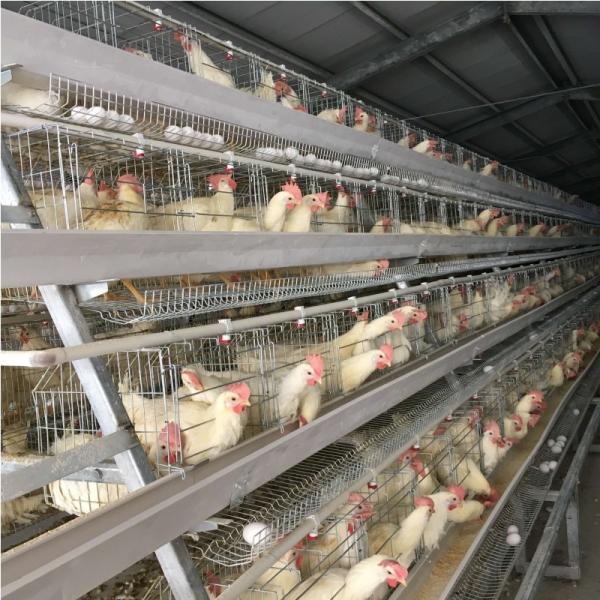 3 Tiers A Type Hot Dipped Battery Chicken Layer Cages Automatic Feeding System