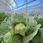 Agriculture Plants Growing Tunnel Greenhouse Sale Online 20m Tunnel Single-span