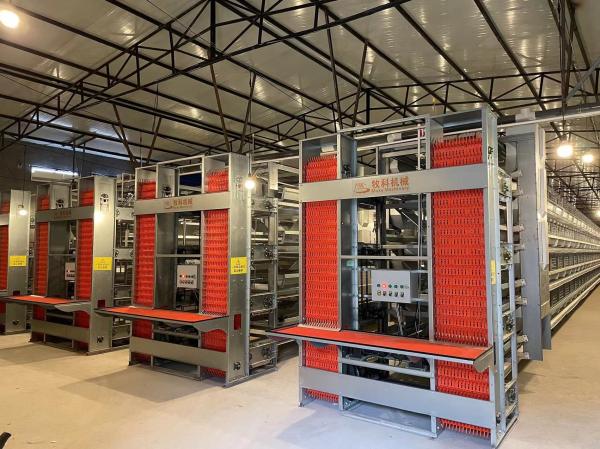 Commercial Automatic Chicken Cage Good Elasticity No Deformation For Chicken