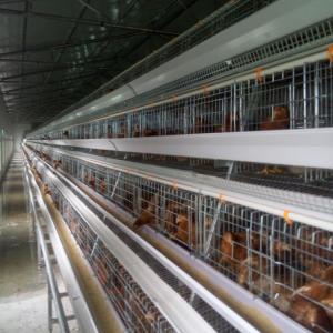 China A Type Automatic Poultry Cage Layer Chicken Wire Mesh on sale