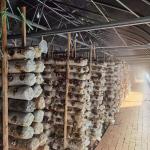 Indoor Mushroom Greenhouse Hot Dip Galvanized Steel Three Layer PEP Plastic Film
