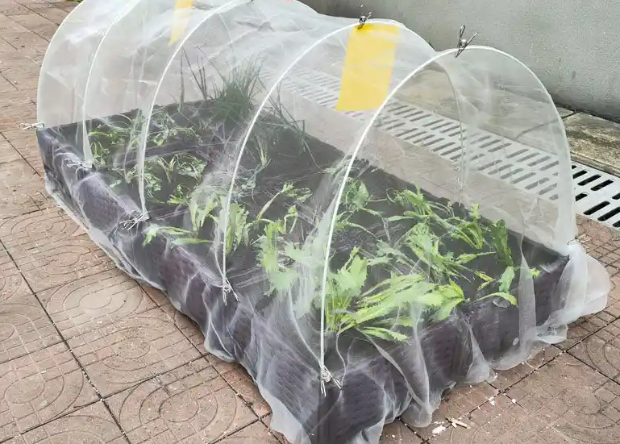 Customized Size Insect Net 50 Mesh Agricultural Insect Prevention Net